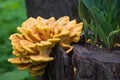 Mushroom on a stub of a tree Royalty Free Stock Photo