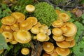 Mushroom on stub Royalty Free Stock Photo