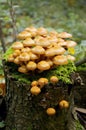 Mushroom on stub Royalty Free Stock Photo