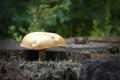 Mushroom on stump