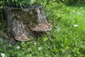 Mushroom at a stump, a beautiful forest glade with daisies.