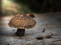 Mushroom on the stump, Boletus pinophilus