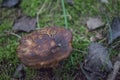 A mushroom stump in the grass Royalty Free Stock Photo
