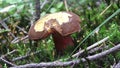 Mushroom Suillellus luridus