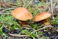 Mushroom suillus bovinus Royalty Free Stock Photo
