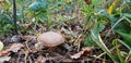 The mushroom Suillus bovinus is hidden in the forest. A tubular edible mushroom of the genus suillus. Royalty Free Stock Photo