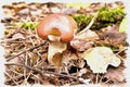 Mushroom of Suillus clintonianus to the forest. Imitation of a picture. Oil paint. Illustration