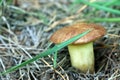 Mushroom Suillus with big stem close-up