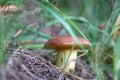 Mushroom Suillus grow in wood
