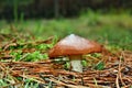 Mushroom suillus luteus