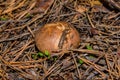 Mushroom Suillus luteus or Slippery jack. Mushroom suillus luteus in dry pine needles closeup. Royalty Free Stock Photo
