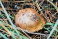 Mushroom Suillus, Suillaceae and order Boletales growing in the grass.