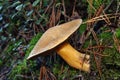 Mushroom suillus variegatus