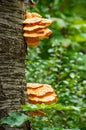 Mushroom sulfur Yellowness parasite grows on a tree trunk in the forest Royalty Free Stock Photo