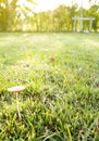 Mushroom in sunlight Royalty Free Stock Photo