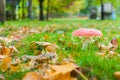 Mushroom surrounded by leaves in the forest