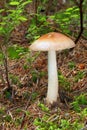 Mushroom Tawny Grisette