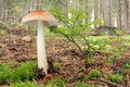 Mushroom Tawny Grisette Royalty Free Stock Photo