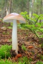 Mushroom Tawny Grisette Royalty Free Stock Photo