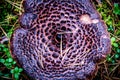 Mushroom texture closeup