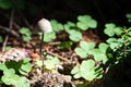 Mushroom thrive in the forest. Royalty Free Stock Photo