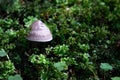 Mushroom thrive in the forest. Royalty Free Stock Photo