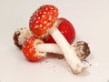 Mushroom-time Royalty Free Stock Photo