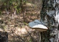 Mushroom tinder fungus parasitizes on the trunk of a birch tree in the spring forest, Fomes fomentarius, selective focus Royalty Free Stock Photo