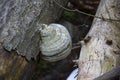 Mushroom tinder fungus on the trunk of a diseased tree in a deciduous forest