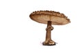 Mushroom toadstool Royalty Free Stock Photo