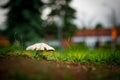Mushroom or Toadstool Against Blurred Bokeh Background