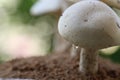 Close up view of an organic edible mushroom, water droops and bokhe background Royalty Free Stock Photo