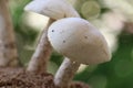 Closeup view of an organic edible mushrooms and bokhe background Royalty Free Stock Photo