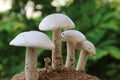 Closeup view of organic edible mushrooms, water droops and bokhe background Royalty Free Stock Photo