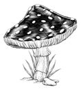 Mushroom Toadstool Fly Agaric Amanita Muscaria Royalty Free Stock Photo