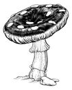 Mushroom Toadstool Fly Agaric Amanita Muscaria Royalty Free Stock Photo