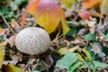 Mushroom toadstool with grass and autumn leaves in autumn.