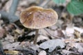 Mushroom - toadstool grew up in the woods in the fall