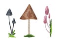 Mushroom And Toadstool. Illustration Of The Different Types Of Mushrooms On A White Background. Colorful Forest Wild