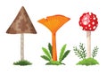 Mushroom And Toadstool. Illustration Of The Different Types Of Mushrooms On A White Background. Flat Summer Forest