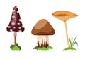 Mushroom And Toadstool. Illustration Of The Different Types Of Mushrooms On A White Background. Flat Summer Forest