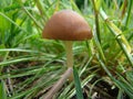 Mushroom toadstool macro