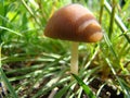 Mushroom toadstool macro