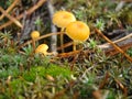 Mushroom toadstool macro