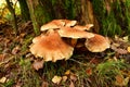 Mushroom Toadstool moos in forest germany Odenwald