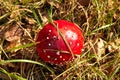 Mushroom toadstool. Poisonous mushroom with a red hat. Mushroom closeup in the grass. Poisonous mushrooms in the forest. Macro Royalty Free Stock Photo