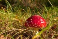 Mushroom toadstool. Poisonous mushroom with a red hat. Mushroom closeup in the grass. Poisonous mushrooms in the forest. Macro Royalty Free Stock Photo