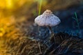 Mushroom toadstool in the sunset