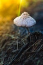 Mushroom toadstool in the sunset