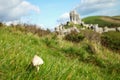 Mushroom on the top of hill scene. Royalty Free Stock Photo